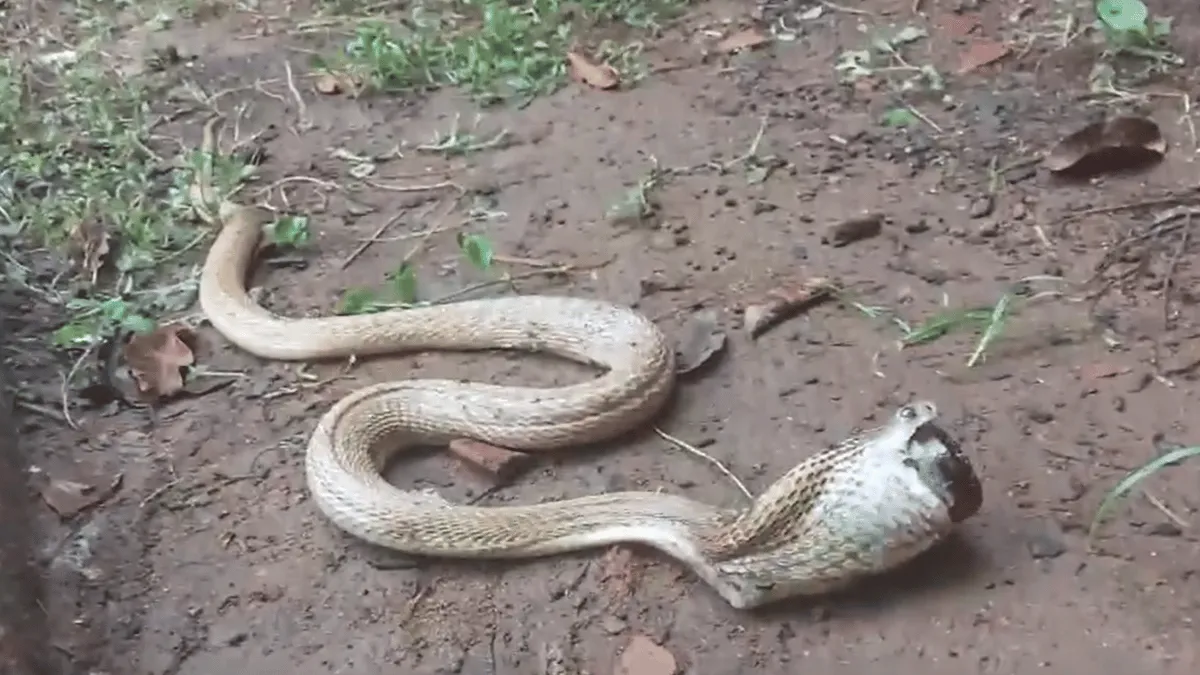 cobra-swallows-cough-syrup-bottle-in-bhubaneswar-viral-video-confuses-internet-watch
